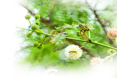 Leucaena leucocephala
